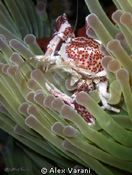 neopetrolisthes oshimai by Alex Varani 